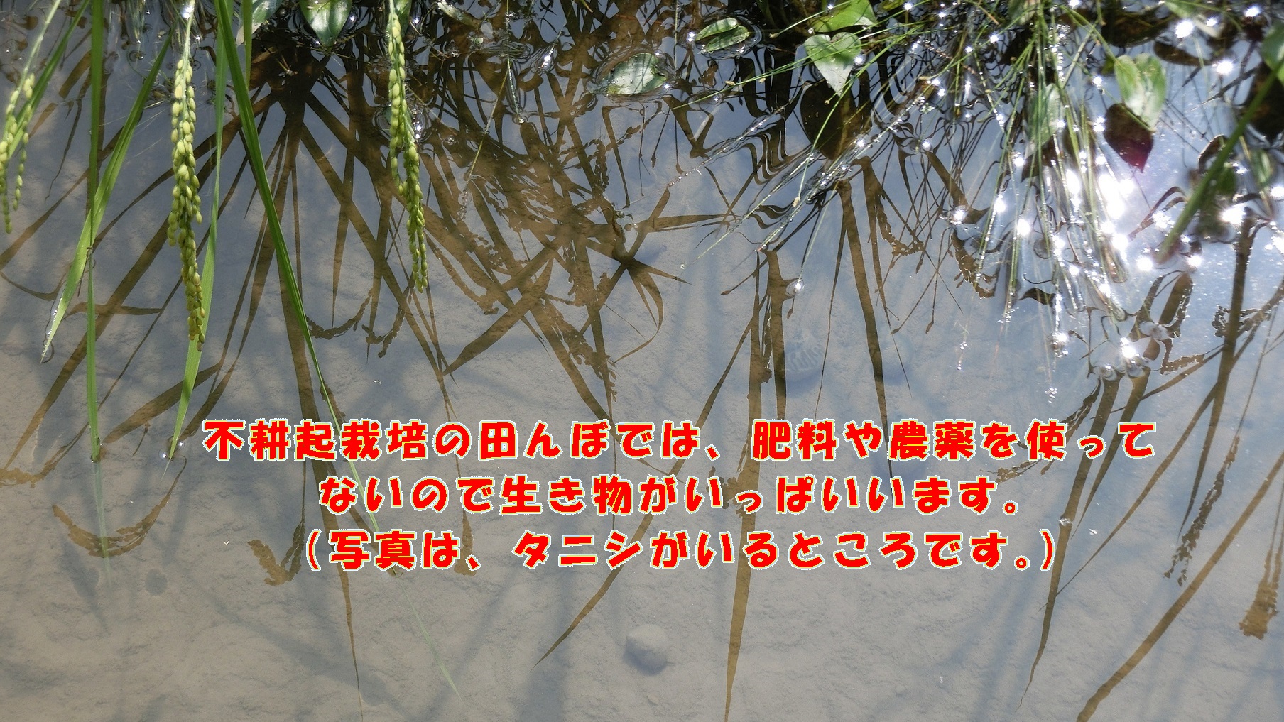 不耕起無農薬栽培の田んぼでは、肥料や農薬を使ってないので生き物がいっぱいいます。｜お知らせ｜JAとうと